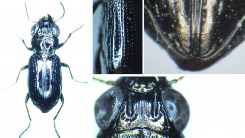 Réf. 108 948 : Notiophilus palustris
