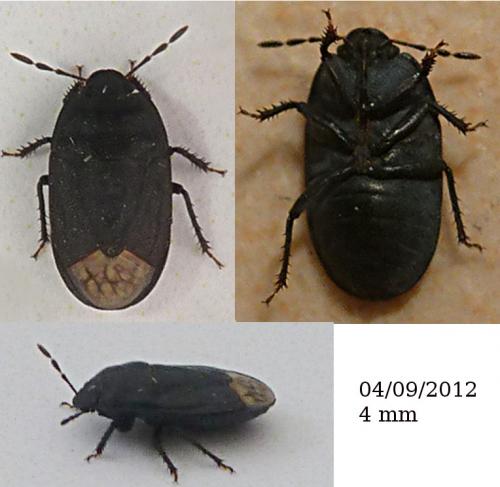 Réf. 108 979 : Ochetostethus nanus