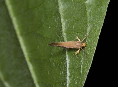 Crassa unitella