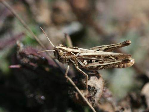 Réf. 108 195 : Omocestus petraeus