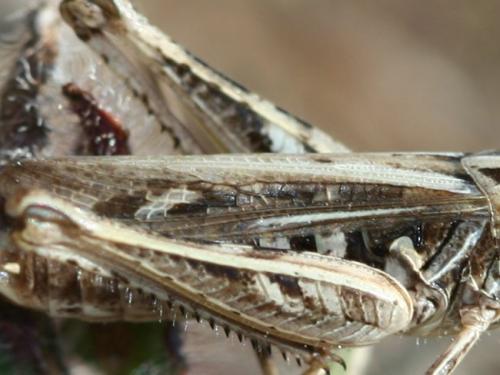 Réf. 108 201 : Omocestus petraeus