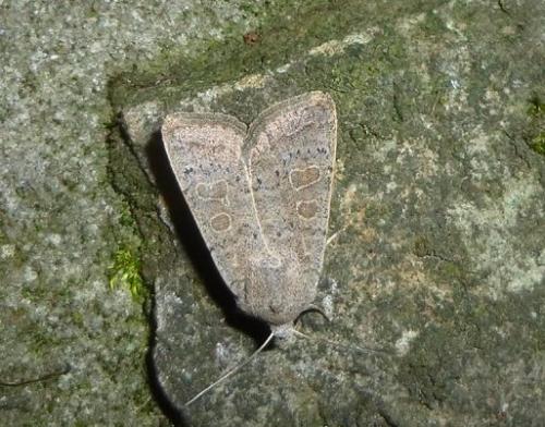 Hoplodrina ambigua