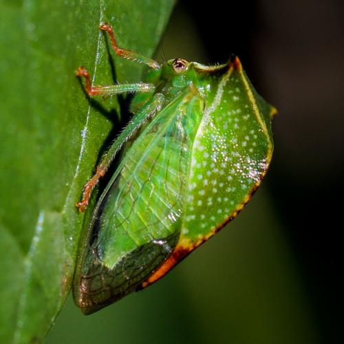 Réf. 108 415 : Stictocephala bisonia