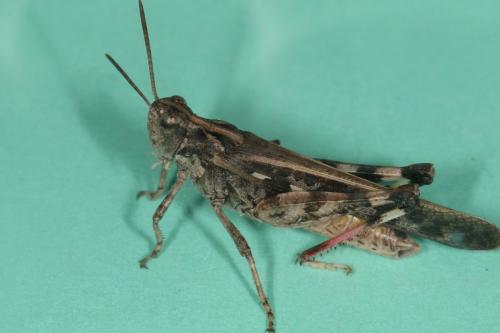 Réf. 108 484 : Aiolopus thalassinus thalassinus