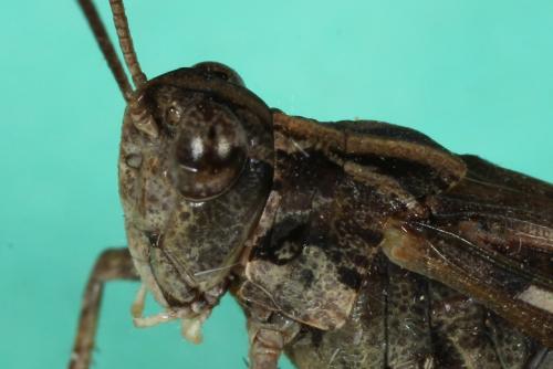 Réf. 108 485 : Aiolopus thalassinus thalassinus