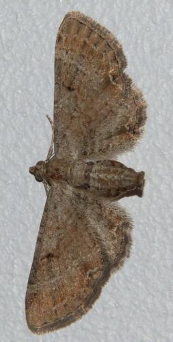 Eupithecia simpliciata