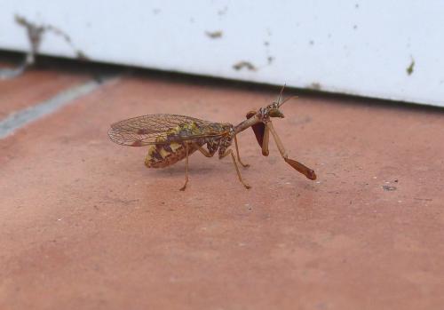 Réf. 108 494 : Mantispa styriaca