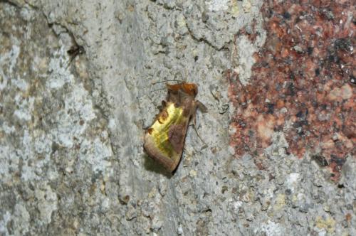 Diachrysia sp.