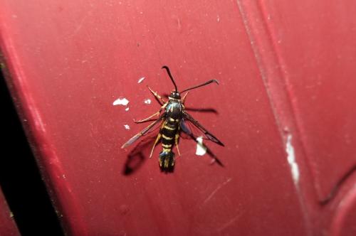 Synanthedon vespiformis