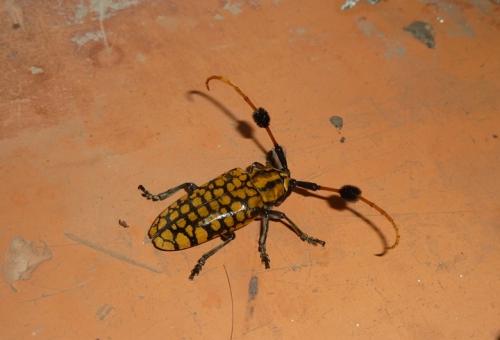 Réf. 108 072 : Aristobia approximator