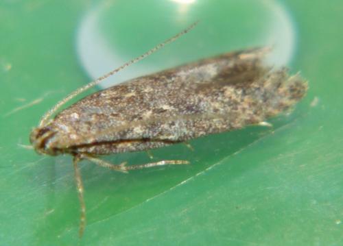 Tuta absoluta