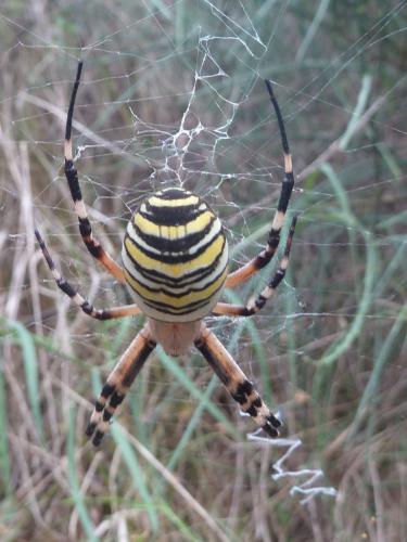 Réf. 108 120 : Argiope bruennichi