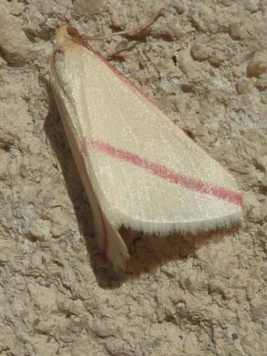 Rhodometra sacraria