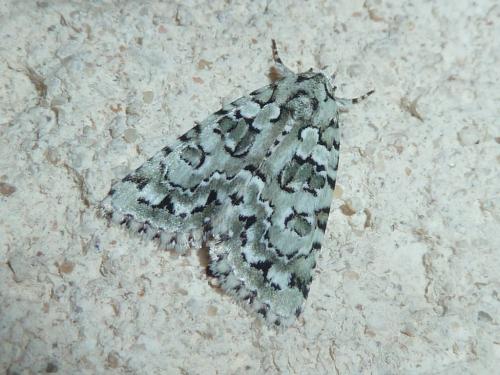 Réf. 108 409 : Nyctobrya muralis