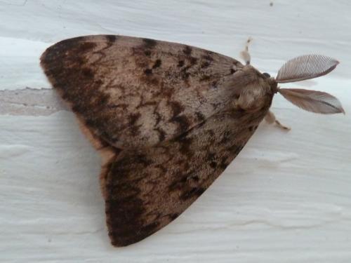 Lymantria dispar