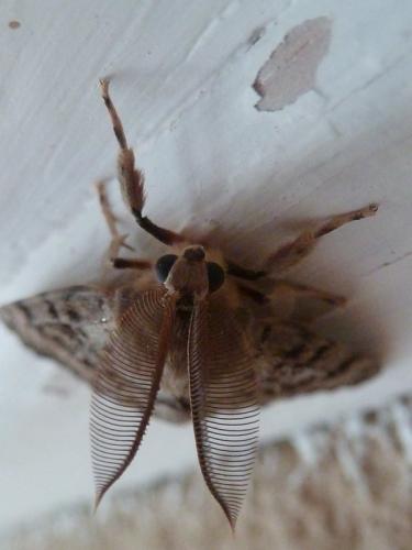 Lymantria dispar
