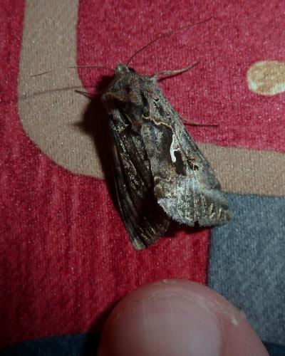 Autographa gamma
