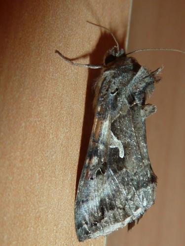 Autographa gamma