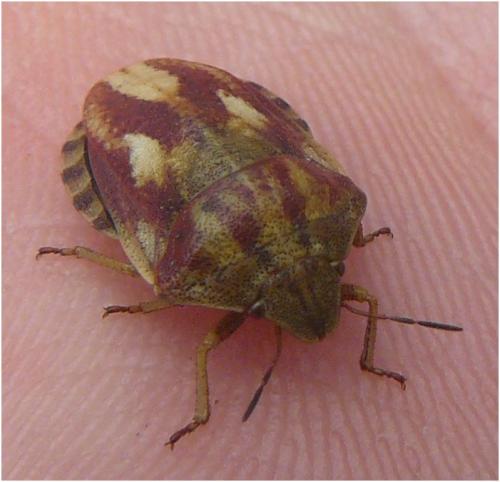 Eurygaster testudinaria