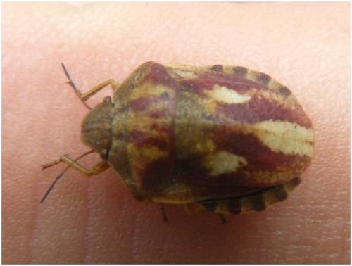 Eurygaster testudinaria