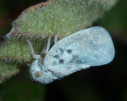 Metcalfa pruinosa