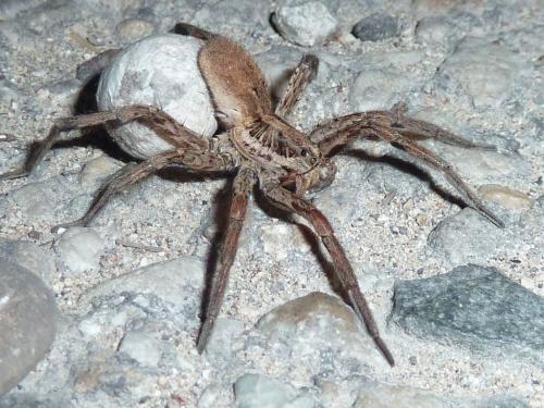 Réf. 108 049 : Hogna radiata