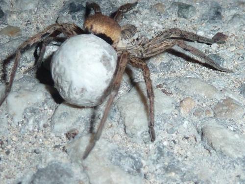 Réf. 108 117 : Hogna radiata