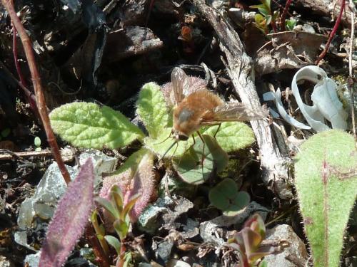 Bombylius sp.