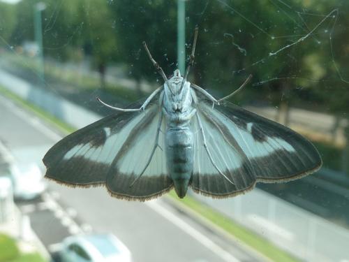 Cydalima perspectalis