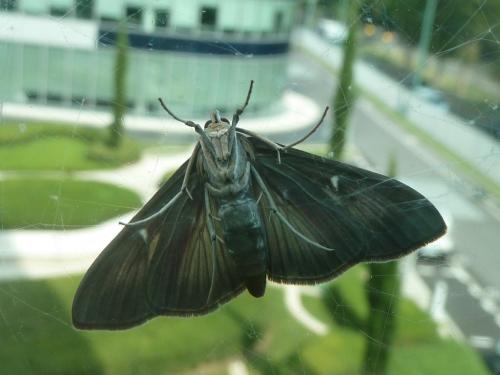 Cydalima perspectalis