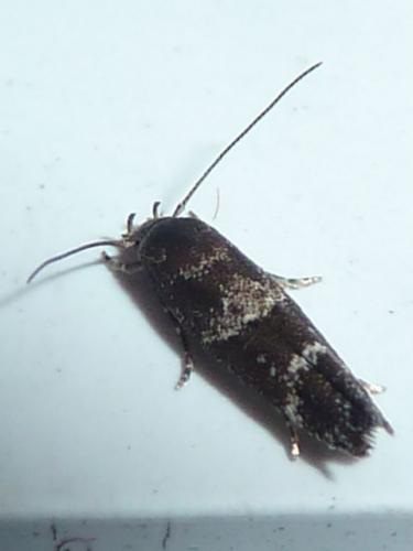 Mompha sp.