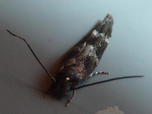 Mompha sp.