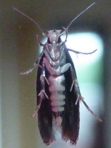 Mompha subbistrigella