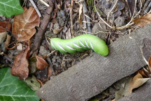 Sphinx ligustri
