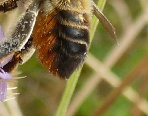Megachile sp.