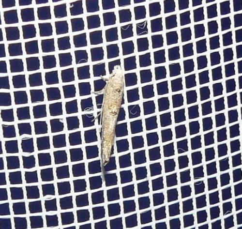 Zelleria oleastrella