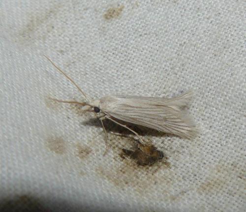 Réf. 108 380 : Pterolonche albescens