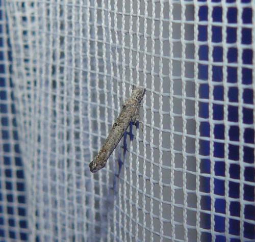 Zelleria oleastrella