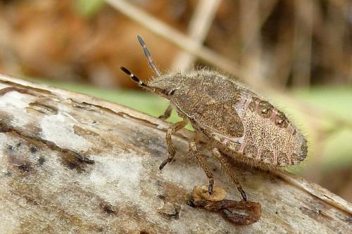 Réf. 108 764 : Dolycoris baccarum