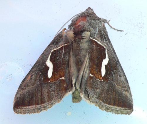 Macdunnoughia confusa
