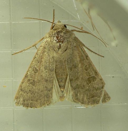Hoplodrina ambigua
