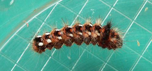 Acronicta rumicis