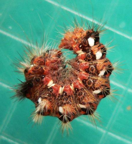 Acronicta rumicis