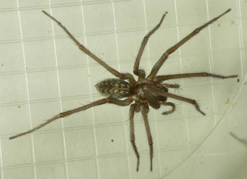 Tegenaria sp.
