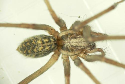 Tegenaria sp.