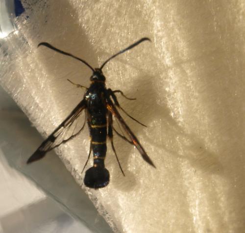 Réf. 108 648 : Synanthedon tipuliformis