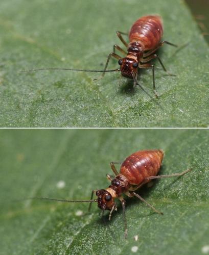 Valenzuela gynapterus
