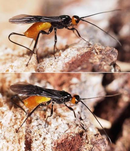 Réf. 108 045 : Atanycolus sp.