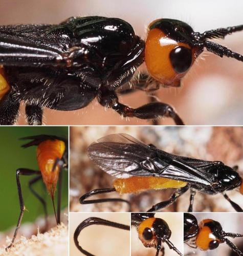 Atanycolus sp.