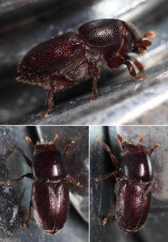 Scolytus intricatus